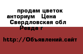 продам цветок анториум › Цена ­ 600 - Свердловская обл., Ревда г.  »    